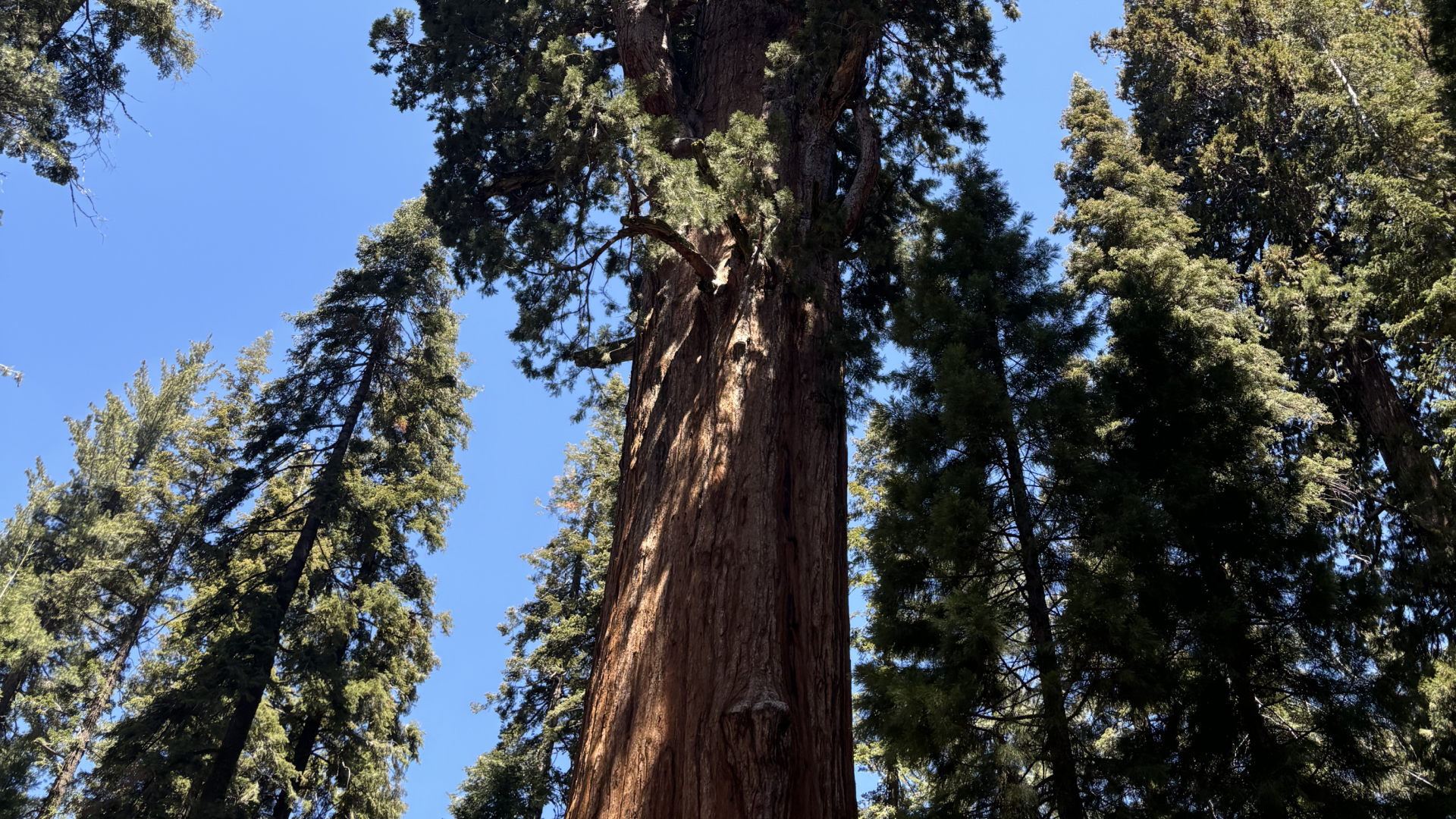 Dia 3 - Sequoia & Kings Canyon - Que lugar! E para fechar, Yosemite no fim da tarde